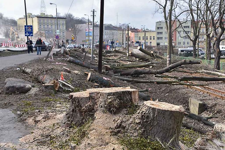 Nowa Kujawska - Trwa czyszcznie przedpola, drzewa poszły pod topór [ZDJĘCIA]