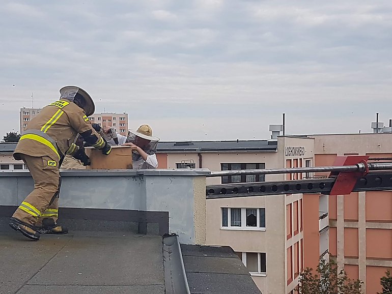 Strażacy usunęli rój pszczół z bloku przy ul. Łochowskiego [ZDJĘCIA]