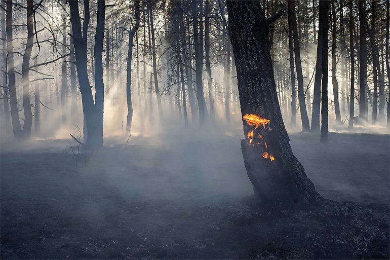 14-latek podpalał lasy 