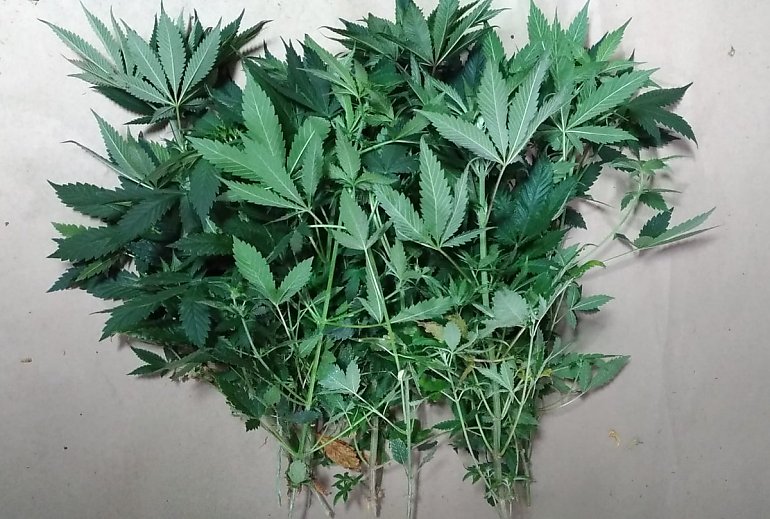 Ponad kilogram marihuany na bydgoskim Błoniu [ZDJĘCIA, WIDEO]